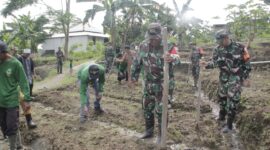 Dalam rangka ketahanan pqngan dan HUT Bela Negara,Kodim 0619/Pwk melakukan penanaman jagung di Ponpes Khilafatul Muslimin,Kampung Colobong,Desa Parakan Lima,Kecamatan Jatiluhur,Selasa 19/12/2023 (foto : Istimewa)