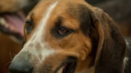Polrestabes Semarang berhasil mengamankan 5 terduga tersangka dalam kasus pengiriman 226 ekor anjing ke Solo. (Dok. Pixabay.com/jackmac34)