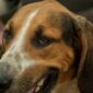 Polrestabes Semarang berhasil mengamankan 5 terduga tersangka dalam kasus pengiriman 226 ekor anjing ke Solo. (Dok. Pixabay.com/jackmac34)