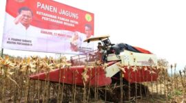 Kementerian Pertahanan dan Kementerian Pertanian panen raya jagung di lahan food estate Cianjur, Jawa Barat, Kamis 14/03/2024. (Dok. Kemhan.go.id)